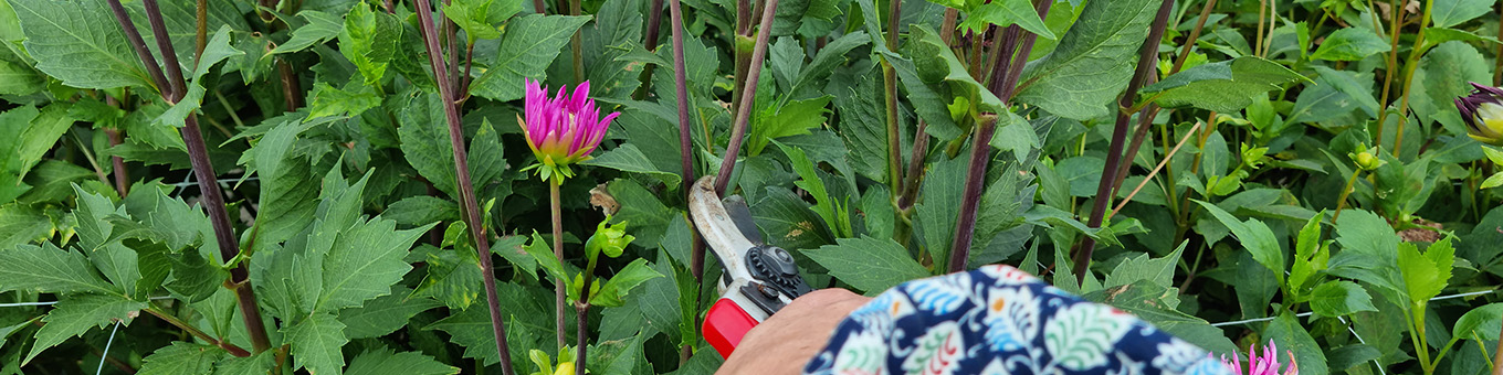 6 tips for pruning dahlias for more beautiful and lush flowers