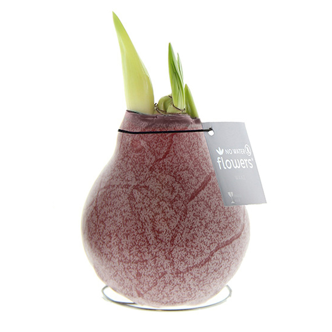 Wax Amaryllis Marble Bordeaux
