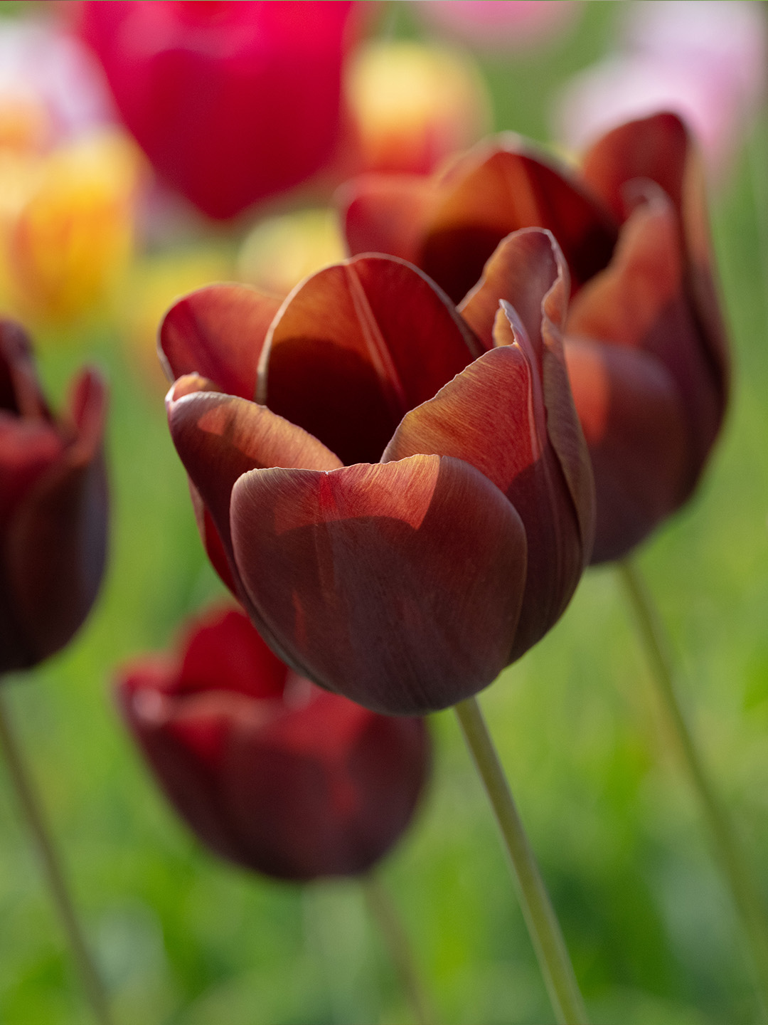 Tulip Dom Pedro