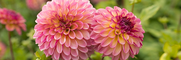 Dahlias-menu