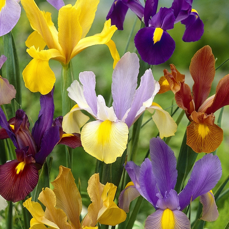 Iris Hollandica Mix