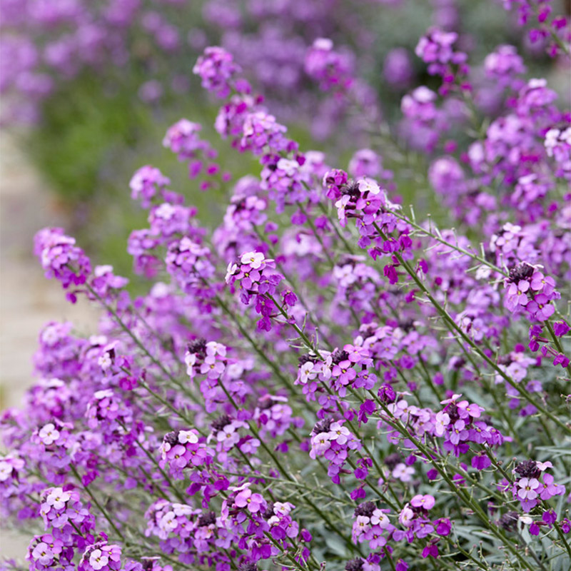 Wallflower (Erysimum) 'Bowles Mauve'