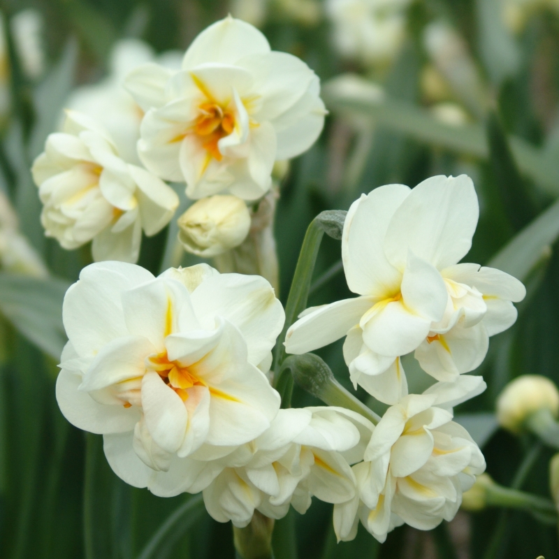 Narcissus Sir Winston Churchill