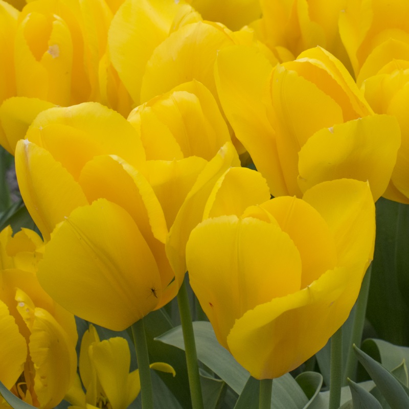 Tulip Golden Purissima