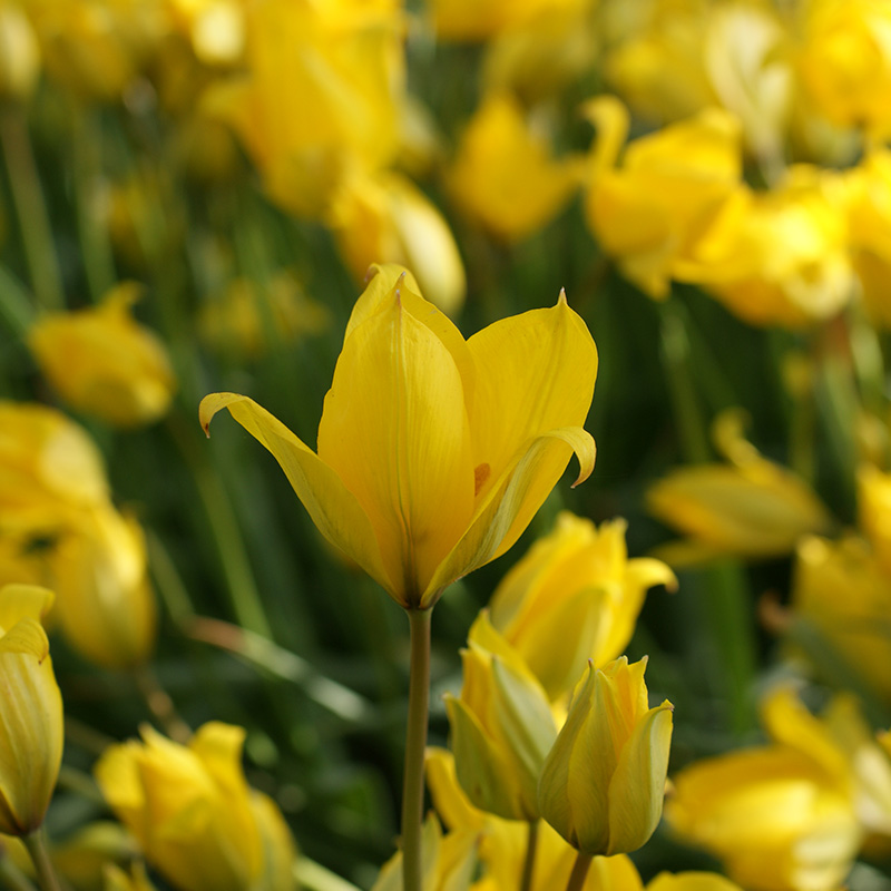 2581-Tulipa-Sylvestris-03