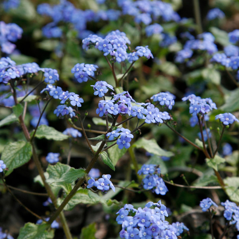 Siberian Bugloss (Brunnera) 'Jack Frost'