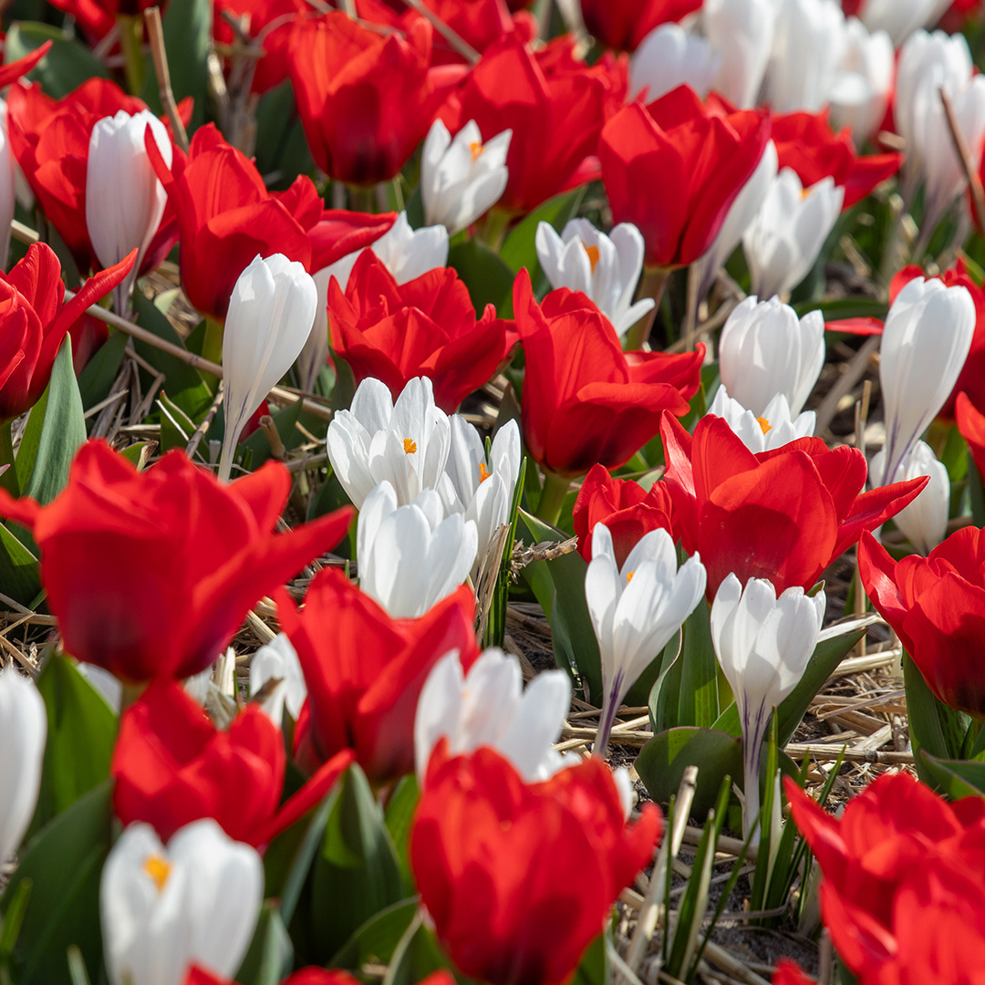 Pizza Tulip & Crocus Jeanne d'Arc