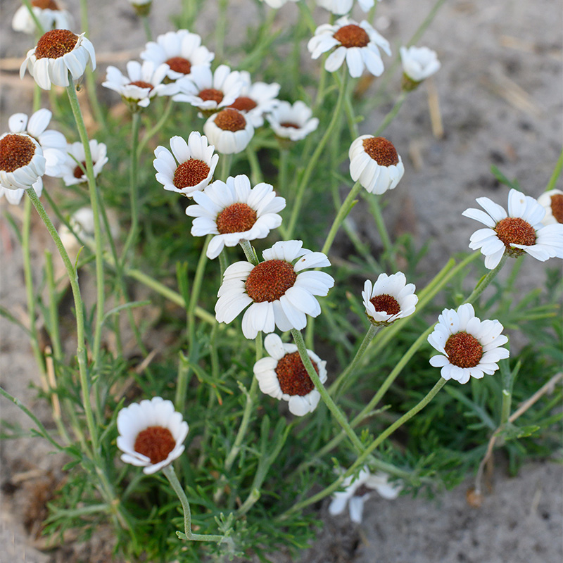 Rhodanthemum ‘Casablanca’