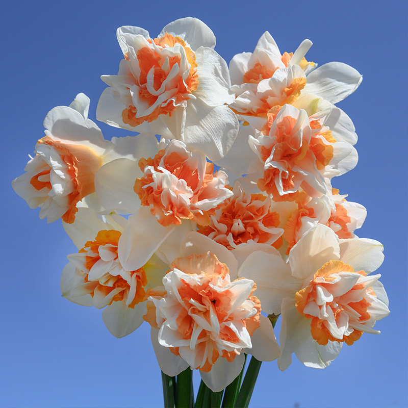 3013-Narcissus-Extravaganza Daffodil Extravaganza