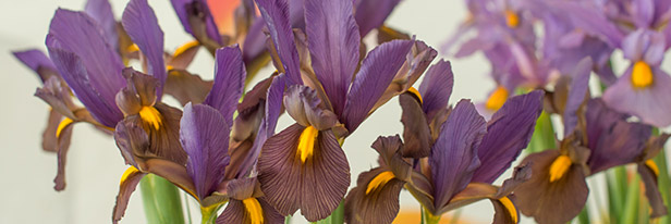 Iris-menu