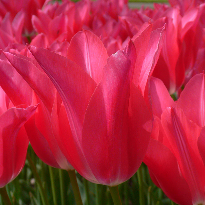 Tulip Mariette