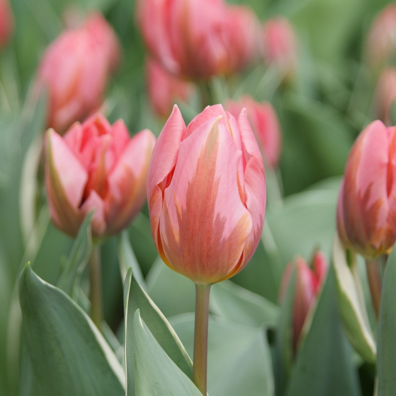 Tulip Pretty Princess
