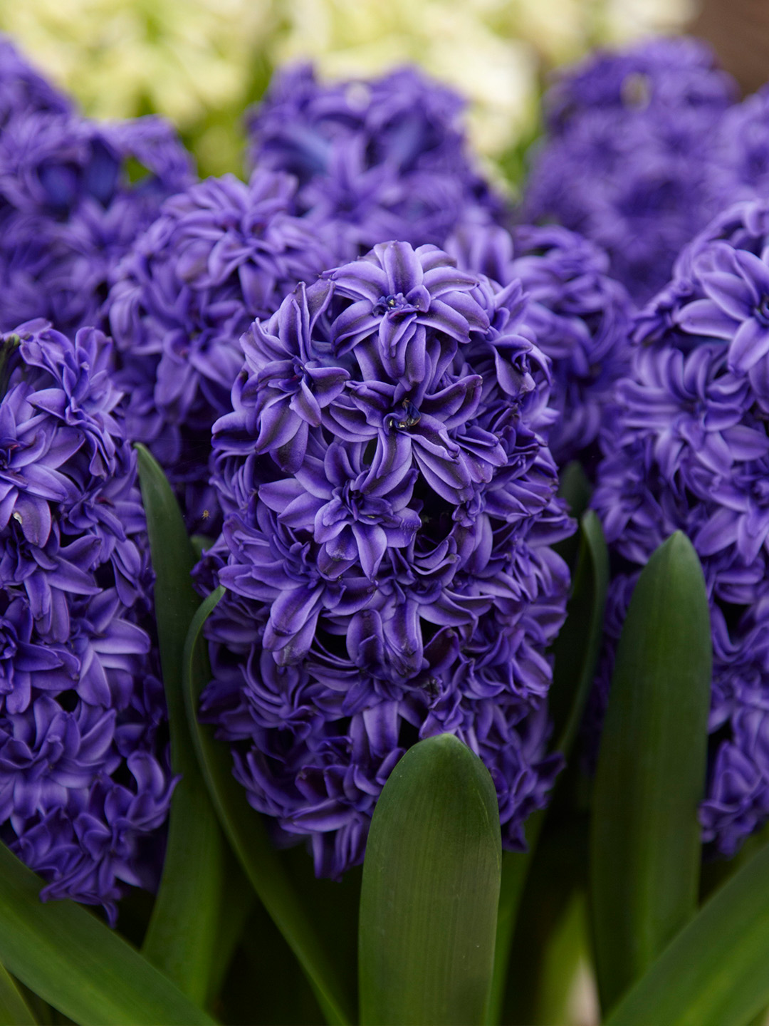 Hyacinthus Royal Navy 