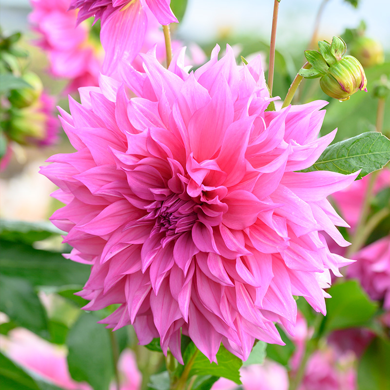 Dinnerplate Dahlia Collection “Café au lait“