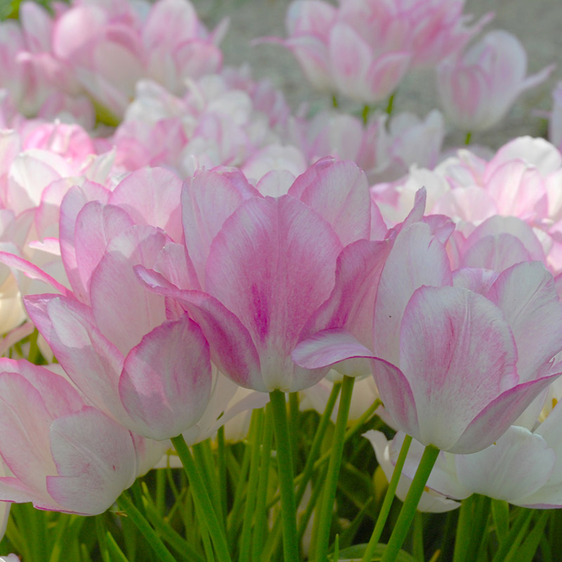 Tulip Candy Club