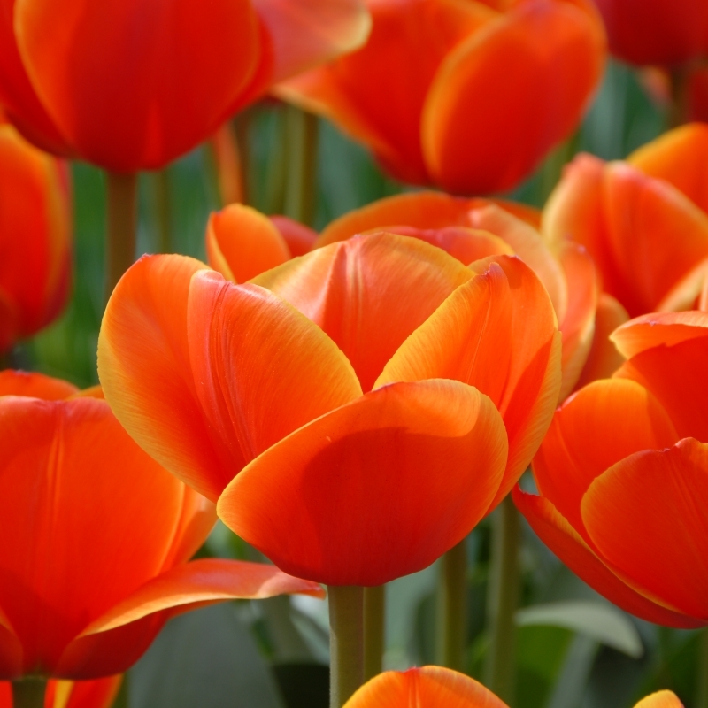 Tulip Ad Rem
