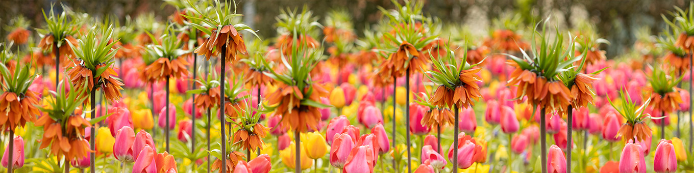 Tulips and Fritillaria: An enchanting combination for spectacular borders