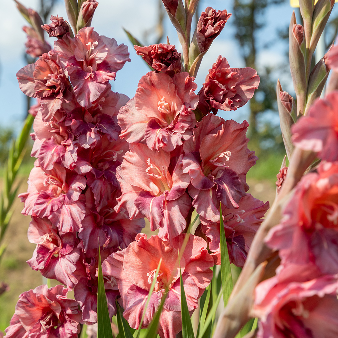 Gladiolus Rusty Chestnut