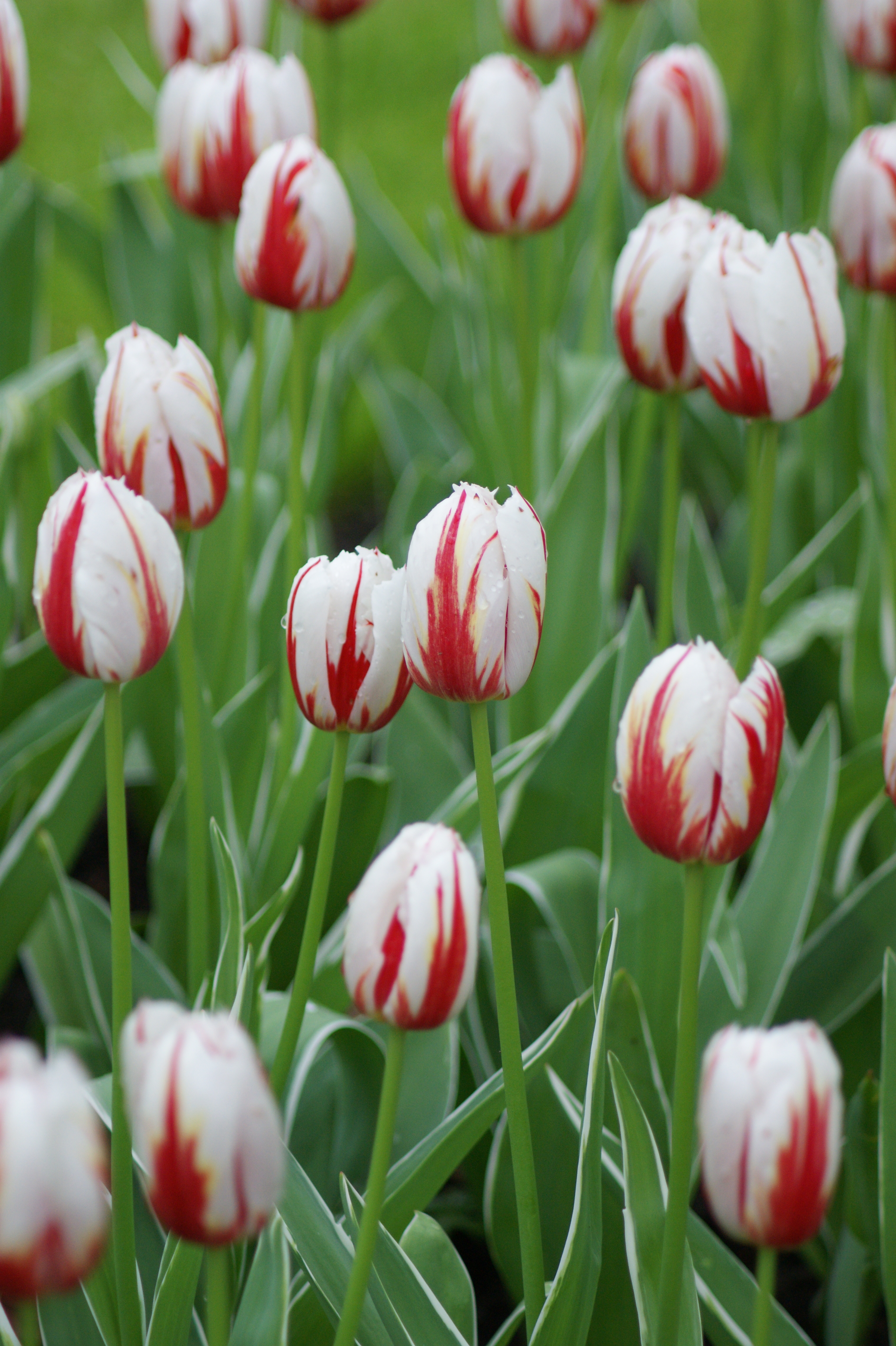 happy_generation-006