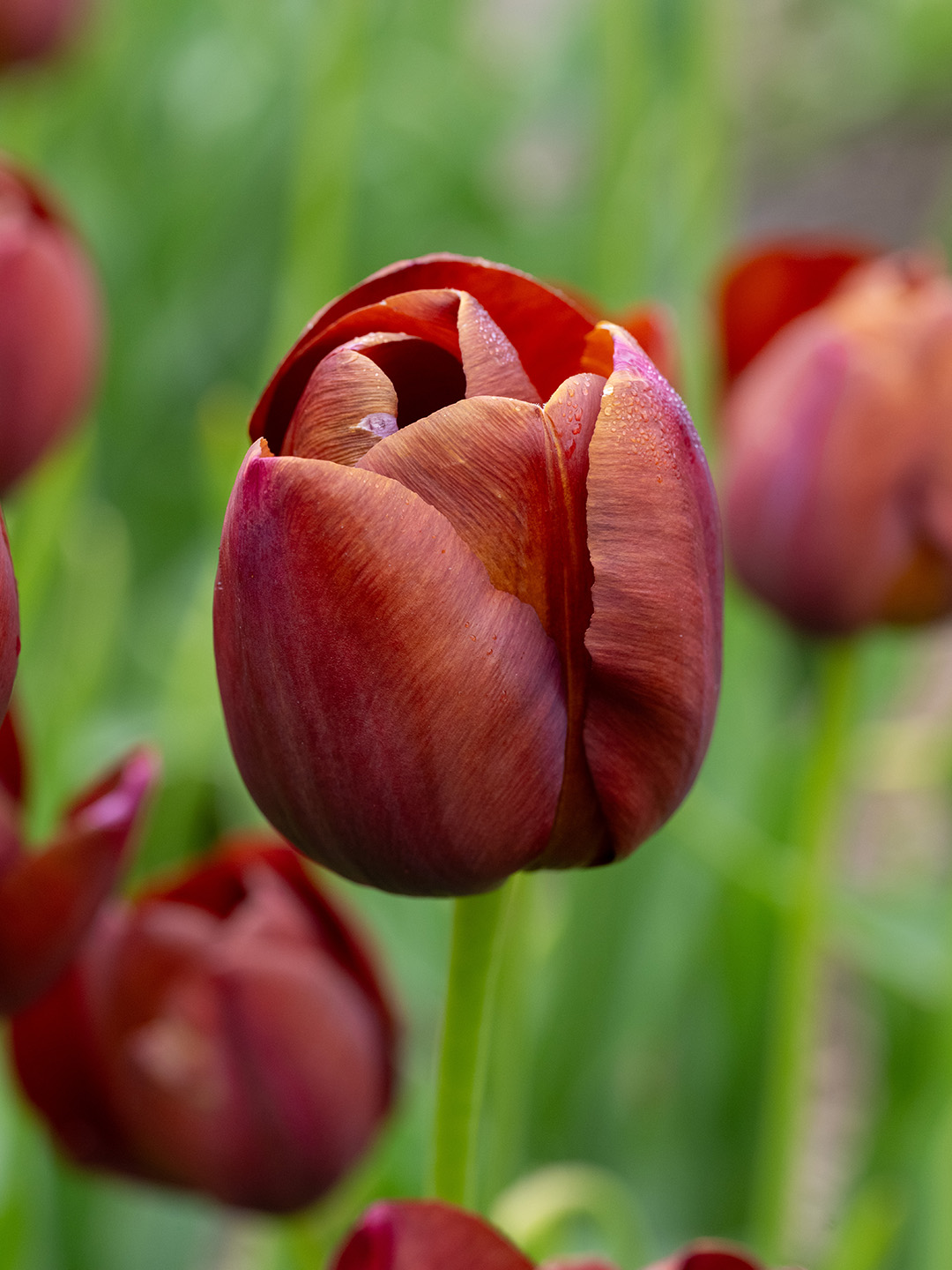 Tulip Dom Pedro