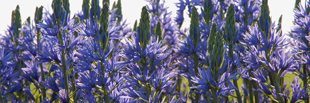 Camassia-menu
