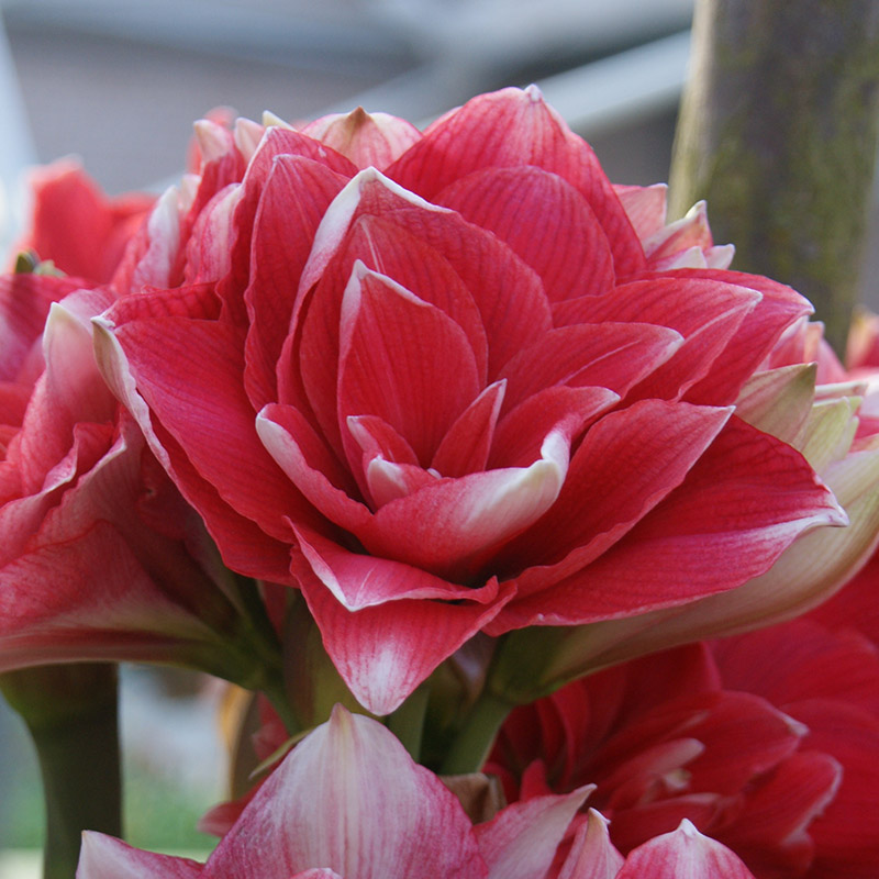 Hippeastrum-Double-Dream Amaryllis Double Dream