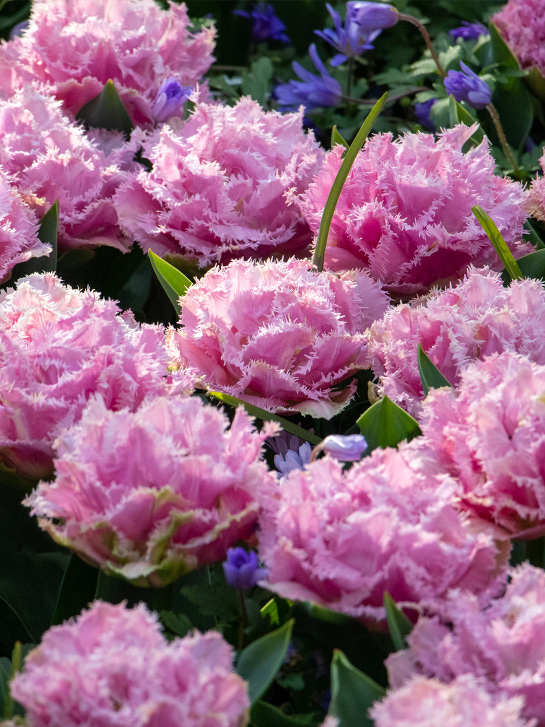 Tulip Perth