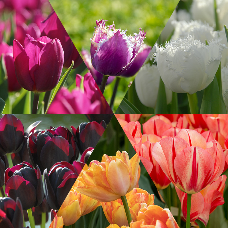 Albert's Spring Bulb Collection