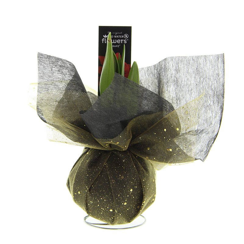 Wax Amaryllis Xmas Wrapz Gold