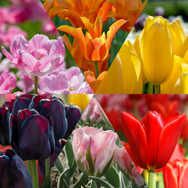 Cut Flower Tulip Bulb Collection "Tulip Varieties" Cut Flower Tulip Bulb Collection "Tulip Varieties"