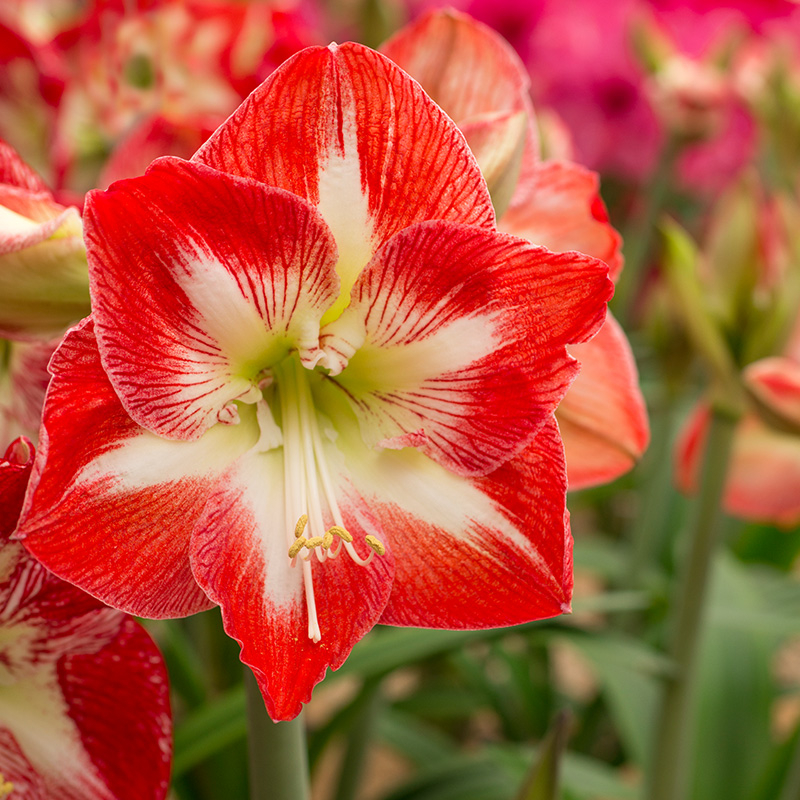 Amaryllis Minerva