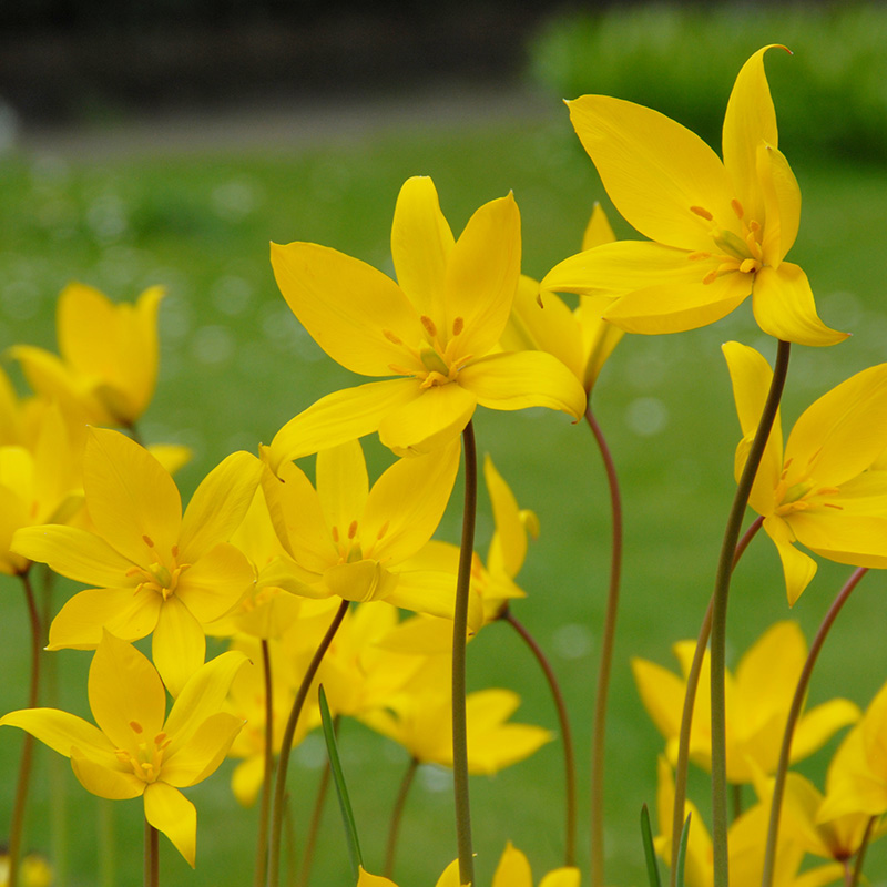 2581-Tulipa-Sylvestris Tulip sylvestris