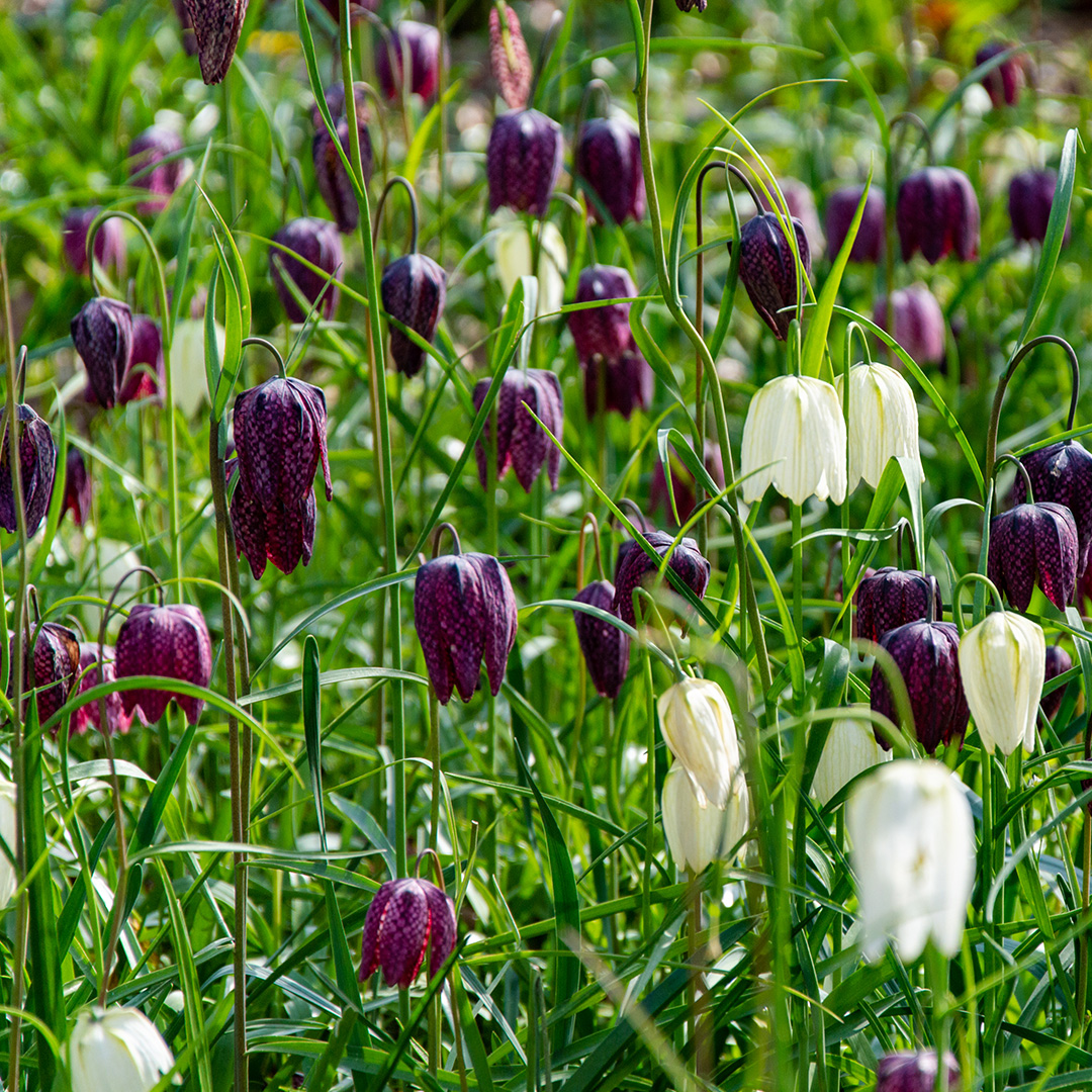 Fritillaria meleagris mix Fritillaria meleagris mix