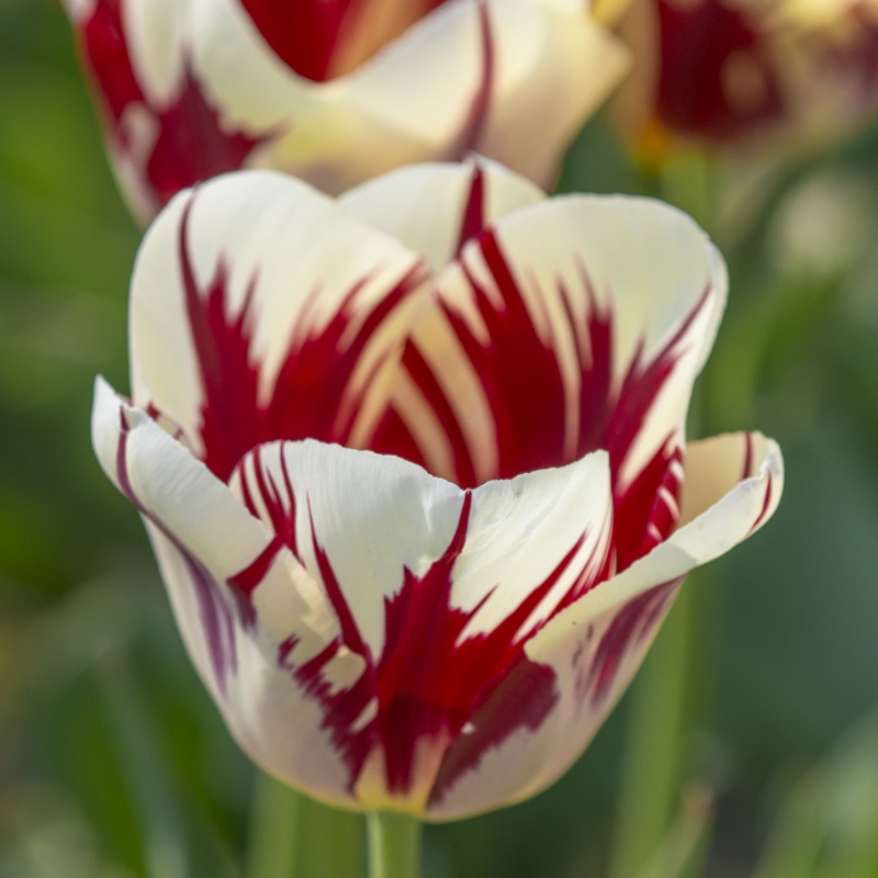 Tulip Grand Perfection
