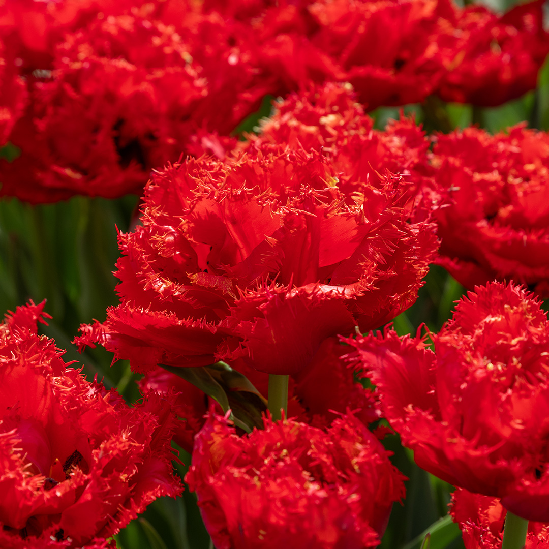 Tulip Mi Amor Tulip Mi Amor