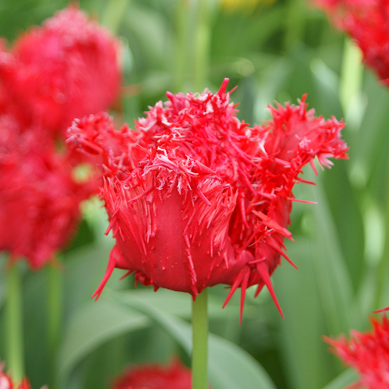 Tulip Fringed Barbados