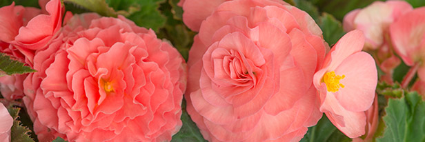Begonia-menu