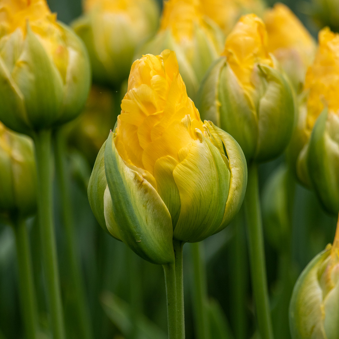 Tulip Vanilla Coup