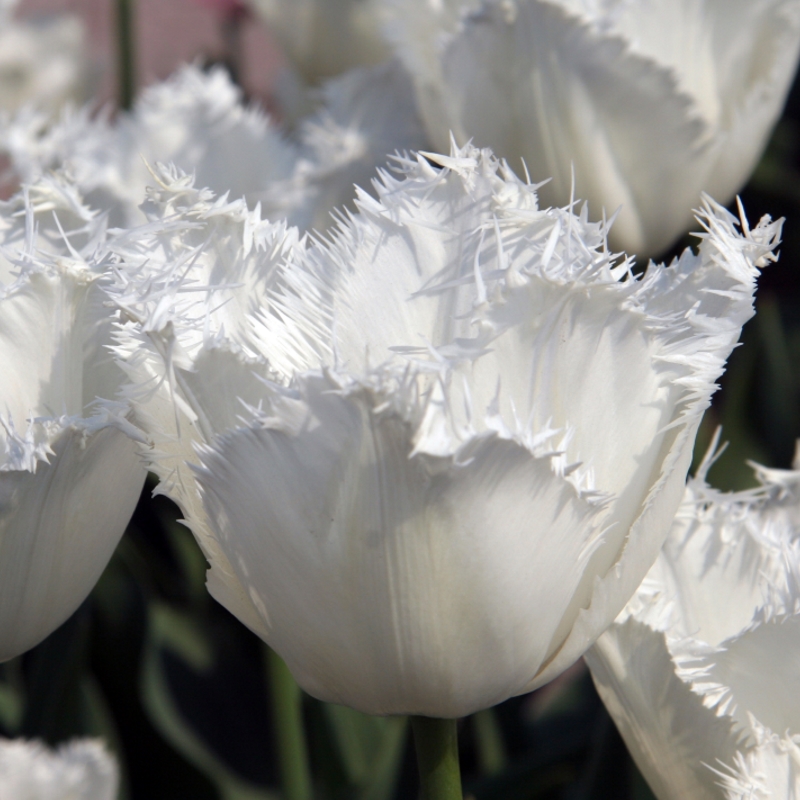 Tulip Honeymoon