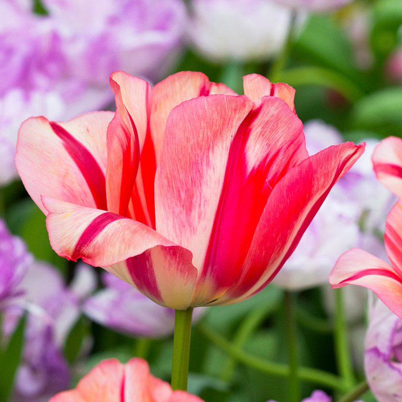 Tulip Spryng Break®