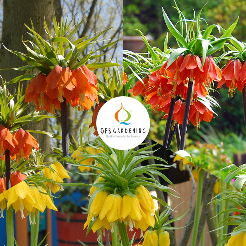 1075-Keizerkroon-pakket-logo