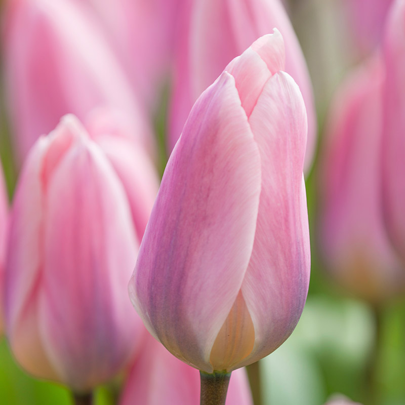 Tulip Light and Dreamy