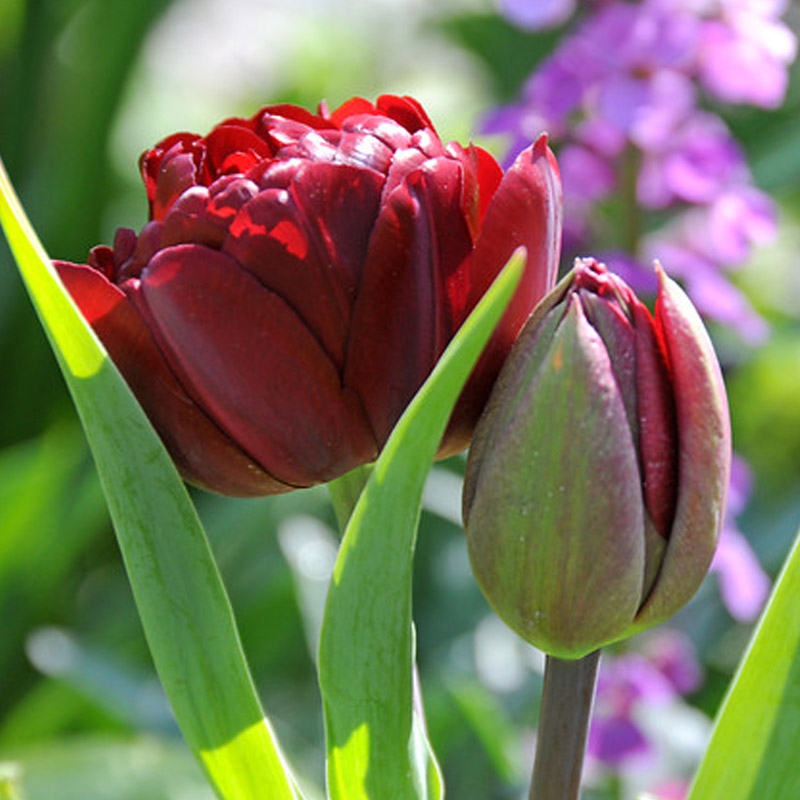 2540-tulipa-uncle-tom-01