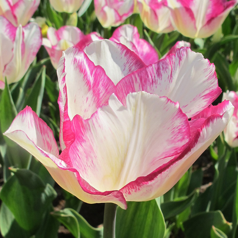 2009-tulipa-affaire01 Tulip Affaire