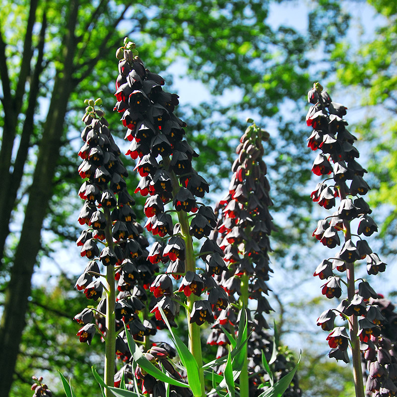 5725-Fritillaria-Persica Fritillaria persica
