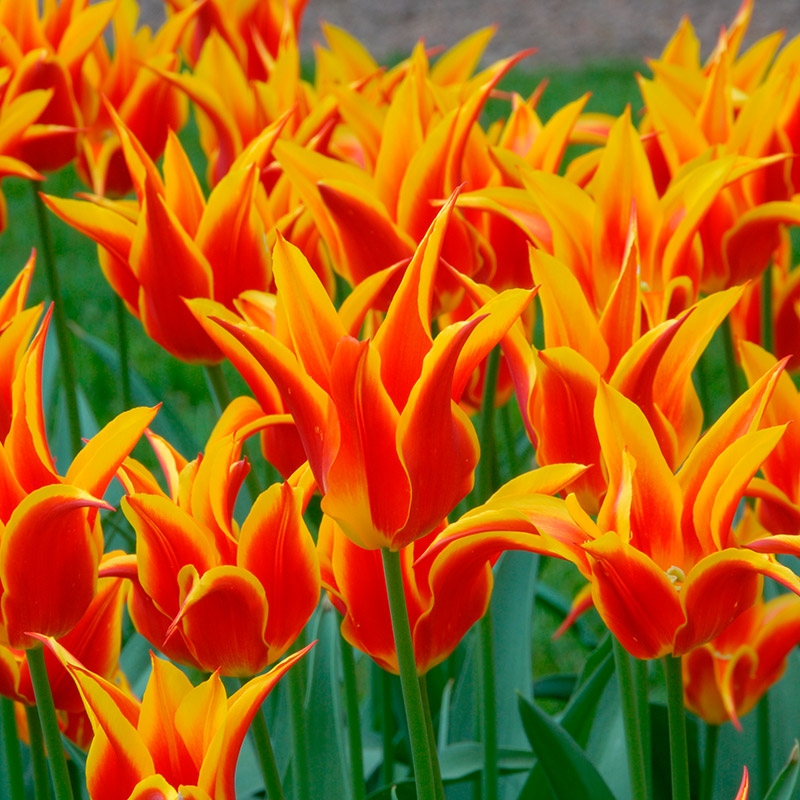 Tulip Fly Away