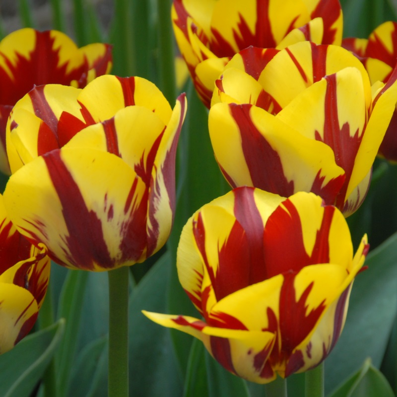 Tulip Helmar