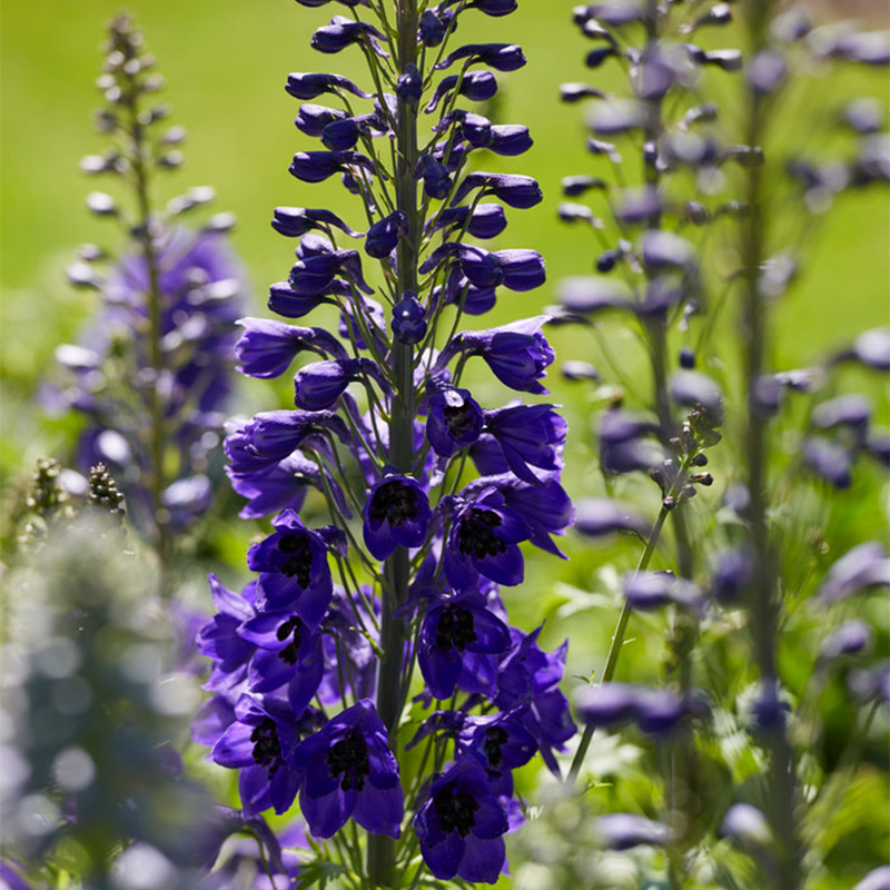 Larkspur (Delphinium) 'Black Knight'