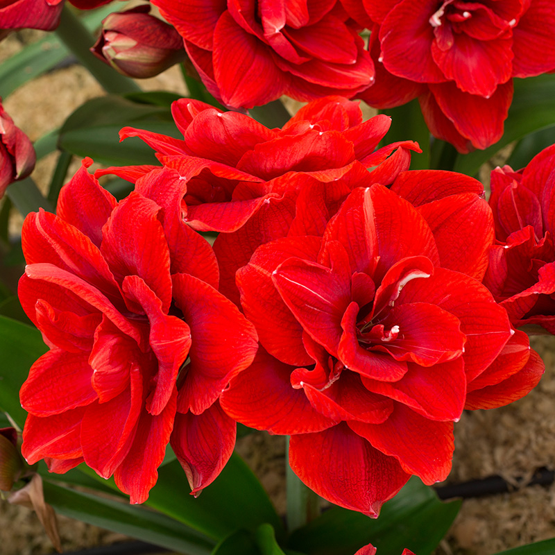 Amaryllis Cherry Nymph