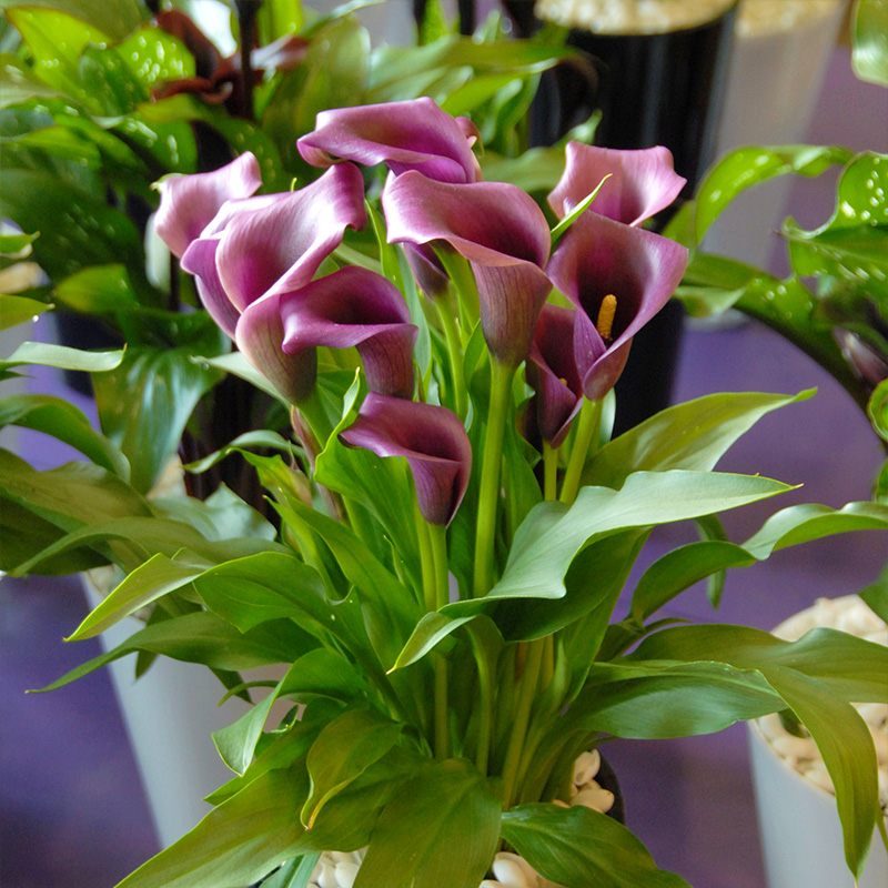 Balcony Summer Flower Mixture "Tropical Summer“